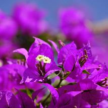 Bougainvillea Royal Purple Violet Live Starter Bonsai Plant Cutting Fast... - $353.21 MXN+