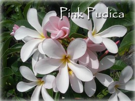 SALE Rare!  Semi-Dwarf Pink Pudica Plumeria cuttings - £13.59 GBP