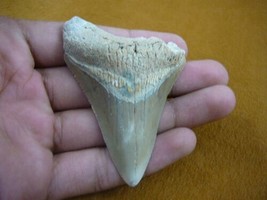 (S272-D) 3&quot; Wicked Fossil Megalodon Shark Tooth Teeth Jewelry I Love Sharks - £37.33 GBP