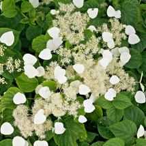 Septh 20 Moonlite Japanese Hydrangea Vine Seeds - Schizophragma Hydrangeoides - $8.80