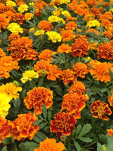 25 Bonanza Mix Marigold Seeds For Garden Planting    From US - $10.48