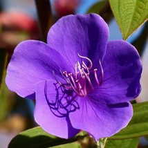 US Seller Tibouchina Urvilleana Glory Bush Lasiandra Princess Flower 1000 Seeds  - $16.43