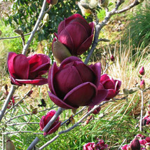 Genie Genie Dark Red Yulan Magnolia Tree Flower Seeds Garden Beautiful USA SELLE - £4.86 GBP