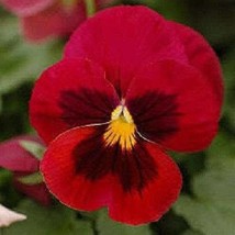 50 Red Brown Pansy Swiss Giant Violet Viola Wittrockiana Flower Seeds New Fresh  - $14.90