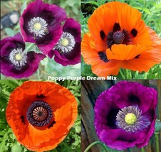 Poppies Flanders Field Poppy Wildflower Heirloom Non-Gmo 1500 Will Germinate!! 6 - £4.71 GBP