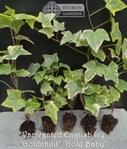 SEPTH 5 English Ivy &#39;Goldchild&#39; Plants - Hedera helix - Size 2 Plants  - £30.83 GBP