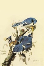 Blue Jay by John James Audubon #2 - Art Print - £17.29 GBP+