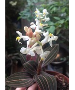 One Live Prized Black Jeweled Orchid Plant Terrestrial ground growing Pe... - $17.99