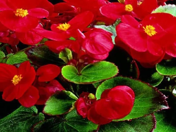 50 Pelleted Begonia Seeds Hot Tip Red Seeds Fresh - £9.90 GBP