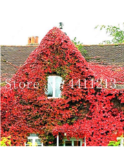 200 Pcs Creepers Green Boston Ivy Green Leaf Flowers Plant Wall Floral Vine lvy  - £6.27 GBP