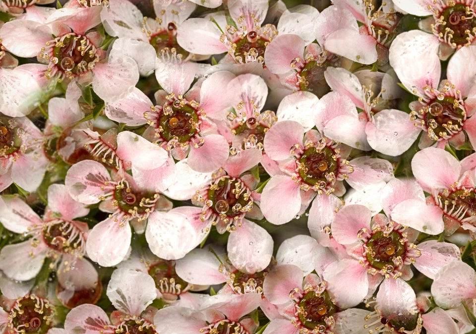 100 Manuka Tea Tree Seeds, Leptospermum scoparium, Medicinal Shrub - $8.69