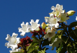 5 Pc Seeds White Easter Lily Vine, Beaumontia grandiflora Seeds for Planting |RK - £15.10 GBP