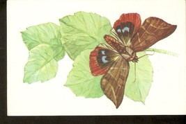 USSR Soviet Postcard Butterfly Dermaleipa juno Dalm Butterflies insect p... - £3.71 GBP