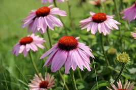 HS  200+ Light Purple Coneflower Daisy Seeds For Garden - USA - Fast Shipping! - $6.92