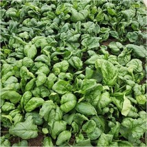 Seeds 100 Viroflay Spinach Spinacia Oleracea Vegetable Garden Heirloom - £7.84 GBP