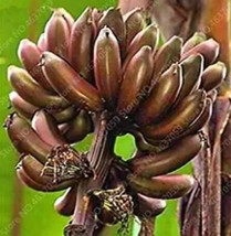 USA SELLER 100Pcs Dwarf Banana Seed Greenish Red Skin Fresh Seeds - £11.20 GBP