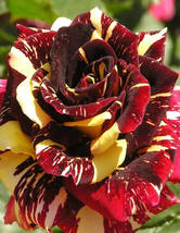 Beautiful Meteor Shower Rose, 50 Seeds - £9.53 GBP