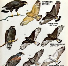 Southern Buteo Hawk Varieties And Types 1966 Color Bird Art Print Nature... - £15.72 GBP