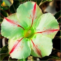 Five Stars Green Desert Rose Pack 2 Seeds Single Flowers W Red Line On P... - $11.22
