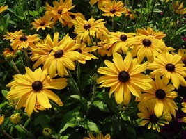 Black Eyed Susan &#39;Indian Summer&#39; Live Plant Rudbeckia hirta Stunning Hybrid - $19.90