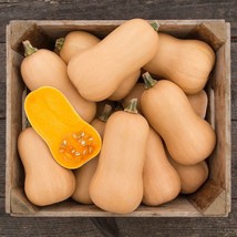 Fast Ship USA Seller 20 Butternut Waltham Winter Squash Seeds Vegetables... - $9.98