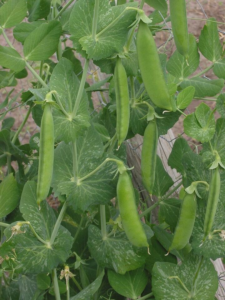 HSeeds 30 Seeds  Common English Peas, Organically Grown, Fresh Harvest 0... - $2.10