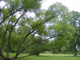 18&quot; Black Willow Cuttings Salix nigra Lot of 5  FRESH | Native - £33.57 GBP