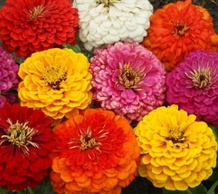 ZINNIA DAHLIA MIX 100 SEEDS annual FLOWER Seeds For Garden - $5.00