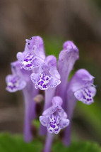 USA Downy Hoary Skullcap Scutellaria Incana Blue Purple Flower 100 Seeds - £8.61 GBP