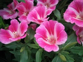 Clarkia Farewell To Spring Seeds 200 Godetia Amoena Annual Flower From US  - £6.45 GBP