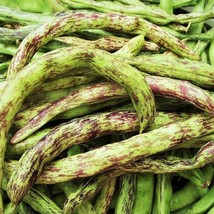 USA Seller Rattlesnake Bean Seeds Pole Runner Beans Vining Purple Green Dragon B - £11.00 GBP