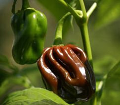 Chocolate Habanero Pepper Seeds, Jamaican Jerk, EXTREMELY HOT PEPPER, FR... - $35.53 MXN+