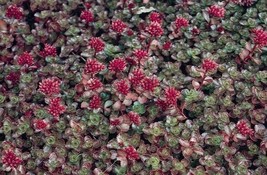 Sedum Dragon Blood Ground Cover Succulent Seed Perennial 500 Seedsgarden Beautif - £22.20 GBP