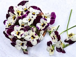 Viola Purple Laeta, 30 Seeds R - £13.06 GBP
