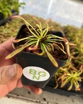 Drosera capensis “Mini Red” – Compact Cape Sundew Carnivorous Plant - Li... - $24.72