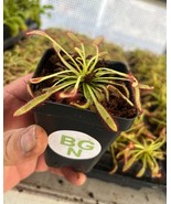 Drosera capensis “Mini Red” – Compact Cape Sundew Carnivorous Plant - Li... - $34.82 CAD