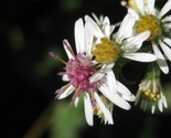 Calico Aster Symphyotrichum Lateriflorum  100 Seeds - $8.99