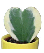 100Pcs Hoya Kerrii Variegate Seeds Sweetheart Lucky Heart Succulent Fres... - $18.72 CAD