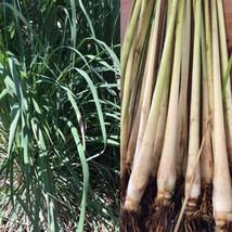 6 Plant Live ORGANIC Lemongrass Stalks Plugs Cymbopogon Sereh Herb Lemon Grass - £23.08 GBP