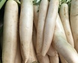 Daikon Radish Deer Food Plot Extremely Large Radish Japanese Horseradish - £2.39 GBP