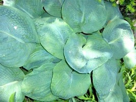 20 Sieboldiana Elegans Hosta Seeds Very Large Leaves USA Fast Shipping - $14.90