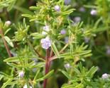 Summer Savory Herb Seeds Chubrica Non-Gmo Variety Sizes - €6,82 EUR