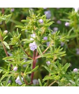 Summer Savory Herb Seeds Chubrica Non-Gmo Variety Sizes - $149.08 MXN