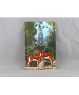 Vintage Postcard - African Plain Gazelle San Diego Zoo - Unbranded - $20.37 CAD