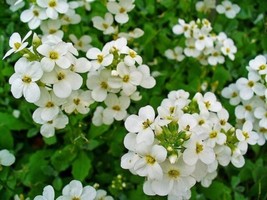 HS Rock Cress Alpine white 100 Seeds  - $6.06