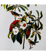 1979 Bachman&#39;s Warbler Color Plate Print Audubon Birds Of America Art F15L - $29.99