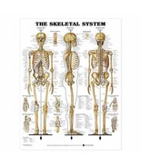 The Skeletal System Anatomical Chart 20x26 - $40.08 CAD