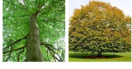 6-12&quot; Tall Live Plants - 2 American Beech Trees - Quart Pots - Fagus grandifolia - £74.56 GBP