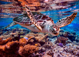 Framed canvas art print giclée Hawksbill sea turtle in aquarium coral reef - £31.64 GBP+