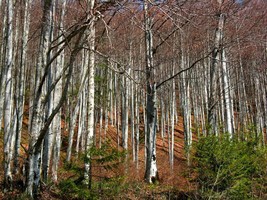 FREE SHIPPING 100+ seeds Silver Birch {Betula pendula} Fast Growing  - £10.38 GBP